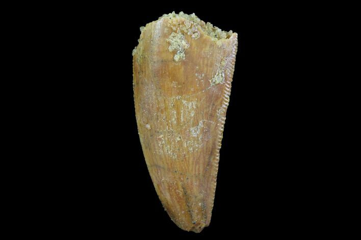 Serrated, Raptor Tooth - Real Dinosaur Tooth #94117